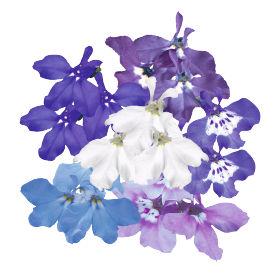 Lobelia erinus Palace 