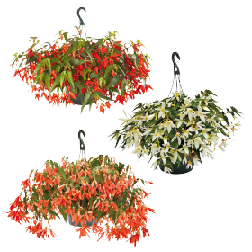 Begonia boliviensis F₁ Sun Cities Collection 