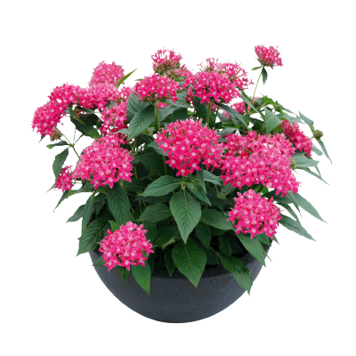 Pentas
lanceolata F₁
Graffiti® 20/20
Lazer Lipstick