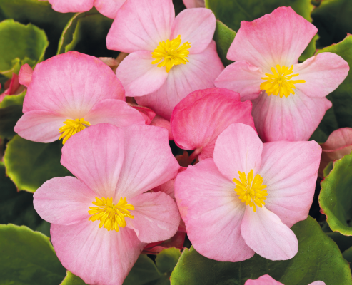 Begonia
             
                        semperflorens F₁
             
                        Sprint Plus
             
                        Pink