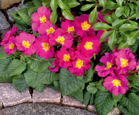 Primula
             
                        elatior F₁
             
                        Piano
             
                        Rose