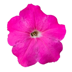   BOOM!™ HD Pink