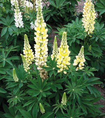 
                        Lupinus
             
                        polyphyllus
             
                        Lupini
             
                        Yellow Shades
            