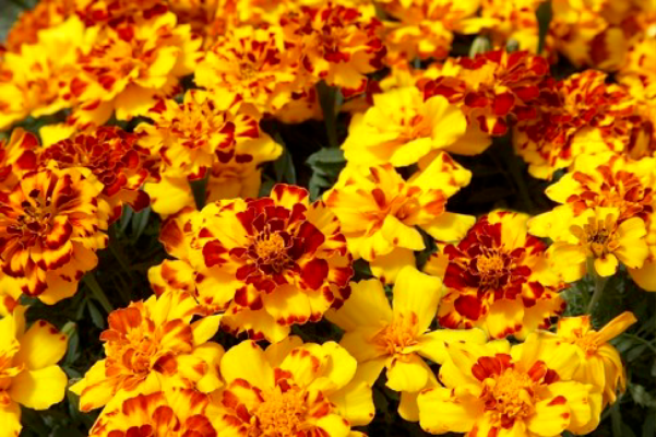 
                        Tagetes
             
                        patula
             
                        Safari
             
                        Bolero
            