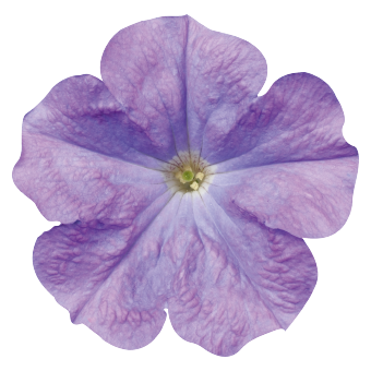 
                        Petunia
             
                        x hybrida multiflora F₁
             
                        Celebrity
             
                        Sky Blue
            