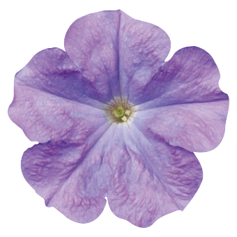 
                        Petunia
             
                        x hybrida F₁
             
                        Celebrity
             
                        Sky Blue
            