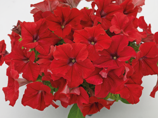 
                        Petunia
             
                        x hybrida F₁
             
                        SUCCESS! HD
             
                        Red
            
