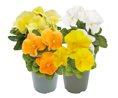 Viola wittrockiana F₁ Inspire® Plus Sunny Day Mix | Benary