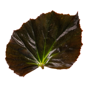 
                        Begonia
             
                        interspecific F₁
             
                        Stonehedge
            