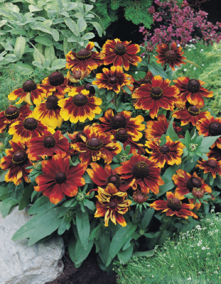 
                        Rudbeckia
             
                        hirta
             
                        Toto®
             
                        Rustic
            