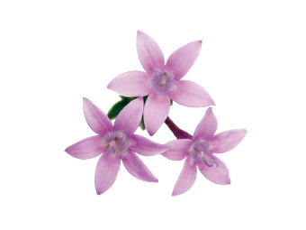 Pentas
lanceolata F₁
Graffiti® OG
Lavender