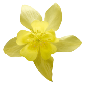   Spring Magic® Yellow