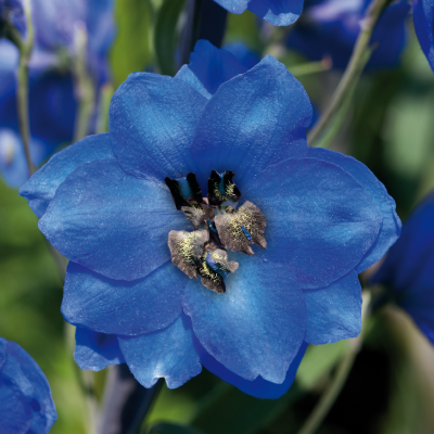 
                        Delphinium
             
                        hybrida
             
                        Benary's Pacific
             
                        Blue Jay
            