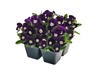 
                        Viola
             
                        cornuta F₁
             
                        Admire®
             
                        Purple White Face
            