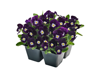 Viola
cornuta F₁
Admire®
Purple White Face