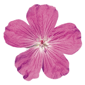   Vision® Violet