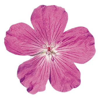 
                        Geranium
             
                        sanguineum
             
                        Vision®
             
                        Violet
            