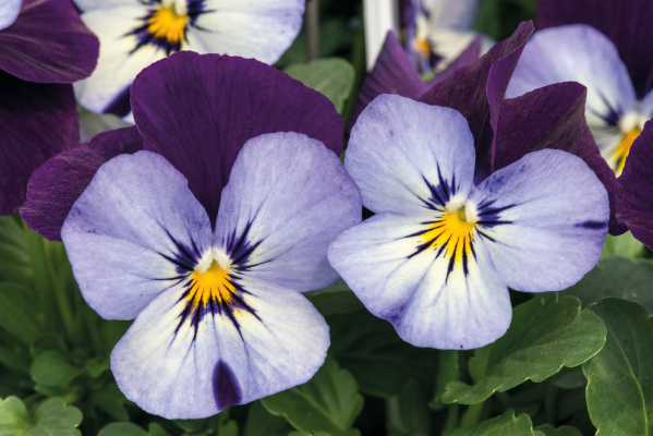 Viola cornuta F₁ Admire® Neon Purple Wing | Benary