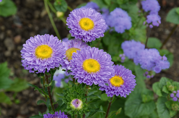 
                        Callistephus
             
                        chinensis
             
                        Fan®
             
                        Light Blue
            