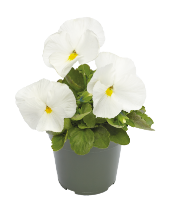 
                        Viola
             
                        wittrockiana F₁
             
                        Inspire® DeluXXe
             
                        White
            