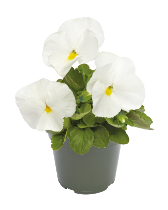 
                        Viola
             
                        wittrockiana F₁
             
                        Inspire® DeluXXe®
             
                        White
            