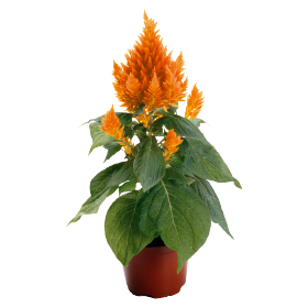   Fresh Look Orange
