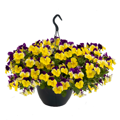 
                        Viola
             
                        wittrockiana F₁
             
                        Highflyer™
             
                        Yellow Purple Wing
            