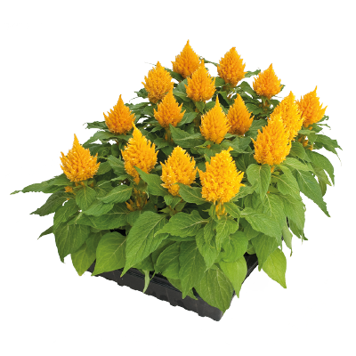 
                        Celosia
             
                        plumosa
             
                        Glorious
             
                        Yellow
            