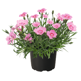 Dianthus gratianopolitanus RoseQuartz 