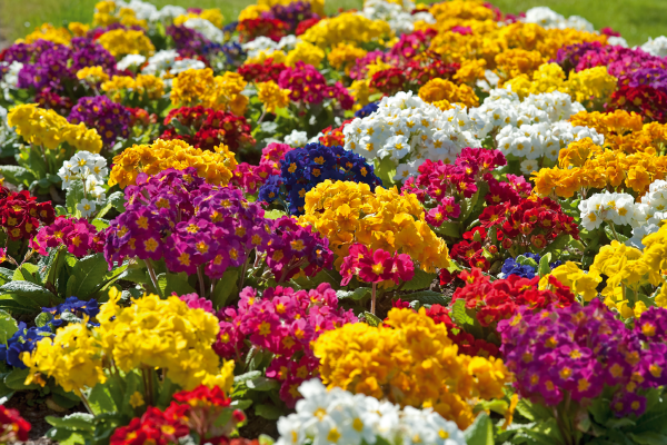 
                        Primula
             
                        elatior F₁
             
                        Crescendo®
             
                        Mix
            