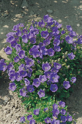 
                        Campanula
             
                        carpatica
             
                        Clips
             
                        Deep Blue
            