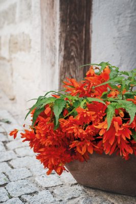 Begonia
x hybrida F₁
Funky®
Orange