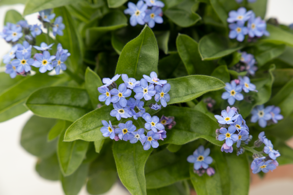 
                        Myosotis
             
                        sylvatica
             
                        Bellamy
             
                        Light Blue
            