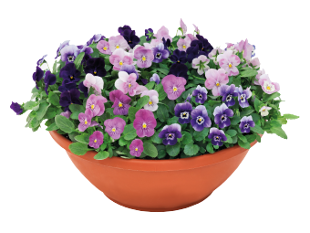 Viola
cornuta F₁
Admire®
Blackberry Mix