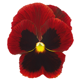 Inspire® Plus Red Blotch