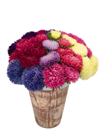 Callistephus chinensis Gala 