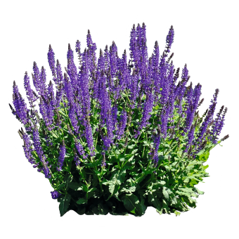 
                        Salvia
             
                        farinacea
             
                        Victoria
             
                        Blue
            