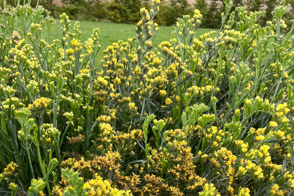 
                        Limonium
             
                        sinuatum
             
                        Hipster™
             
                        Yellow
            