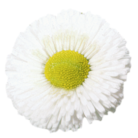   Speedstar® Plus White