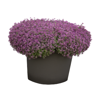 
                        Lobularia
             
                        maritima
             
                        Wonderland®
             
                        Blue
            