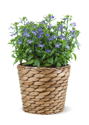 Lobelia
             
                        erinus
             
                        Palace
             
                        Royal