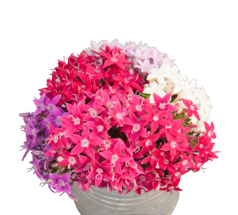 
                        Pentas
             
                        lanceolata F₁
             
                        Graffiti® OG
             
                        Mix
            