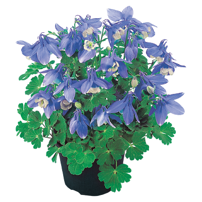 
                        Aquilegia
             
                        flabellata F₁
             
                        Cameo
             
                        Blue & White
            