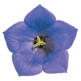 Clips Blue