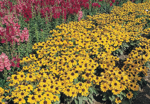 
                        Rudbeckia
             
                        hirta
             
                        Toto®
             
                        Gold
            