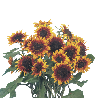 Helianthus
annuus
Floristan