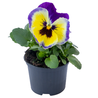 Viola wittrockiana F₁ Inspire® Plus Blueberry Lemon | Benary