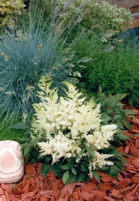 
                        Astilbe
             
                        arendsii
             
                        Astary®
             
                        White
            