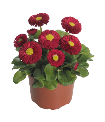 
                        Bellis
             
                        perennis
             
                        Speedstar® Plus
             
                        Red
            