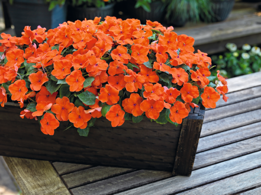 
                        Impatiens
             
                        walleriana F₁
             
                        Lollipop
             
                        Orange
            